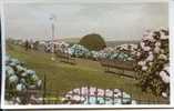 IOW - SHANKLIN - HYDRANGEAS, KEATS GREEN - TINTED RP - NIGH  Iow167 - Other & Unclassified