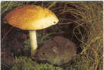 C11 WÜHLMAUS ARVICOLA  TOPO FUNGO CHAMPIGNON MUSHROOM PILZ SETAS MAUS RAT SOURIS - Paddestoelen