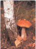 C11 LECCINUM VERSIPELLE  FUNGHI CHAMPIGNONS  PILZE MUSHROOMS SETAS - Mushrooms