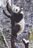 Giant Panda - Panda On Snow - 03 - Beren