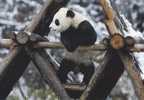 Giant Panda - Panda On Snow - 08 - Beren