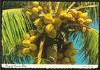 Tropical Coconut Palm Bahamas 1982 - Bahamas