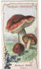 M AIGUEBELLE  RUSSULE DOREE ABONDANT FUNGHI CHAMPIGNONS MUSHROOMS PILZE SETAS. - Aiguebelle