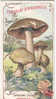 M AIGUEBELLE  ENTOLOMA LIVIDUM  FUNGHI CHAMPIGNONS MUSHROOMS PILZE SETAS. - Aiguebelle