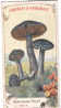 M AIGUEBELLE    CORTINAIRE VIOLET FUNGHI CHAMPIGNONS MUSHROOMS PILZE SETAS - Aiguebelle