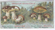 M AIGUEBELLE   BOLET OU CEPE BOLET JAUNE FUNGHI CHAMPIGNONS MUSHROOMS PILZE SETAS - Aiguebelle