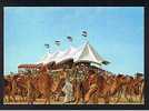 RB 683 -  Postcard - Dubai Camel Race United Arab Emirates - Animal Theme - Emiratos Arábes Unidos