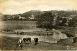 ROYAUME-UNI - LLANSANTFFRAED - LLANSANTFFRAID-YM-MECHAIN - CPA - Cow - Vaches - Pub By R.C. Jones - Autres & Non Classés