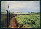 KADUNA STATE - PASSENGER TRAIN , TRAINS DE VOYAGEURS  ANIMAL LEOPARD Nigeria 1977 TO Bulgaria 104002 - Nigeria
