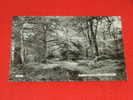 Queen Bower, New Forest     ( 2 Scans ) - Sonstige & Ohne Zuordnung