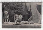 Lion Et Lionnes Sur Leur Plateau ° Parc Zoologique Du Bois De Vincennes Paris ° Leeuw / Löwe / Lion / Leone - Lions