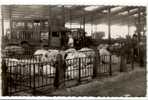 Carte Postale Paris - Le Marché De La Villette. Le Hall Aux Porcs - Agriculture, Boucherie, Abattoirs - Paris (19)