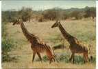 CPSM GIRAFES  2 GIRAFES MASSAI - Girafes