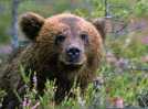 (777) Brown Bear - Ours Brun - Bären