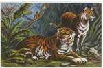 CARTOLINA - TIGRI PERIODO PRIMI NOVECENTO - VIAGGIATA NEL 1905 - Tigers