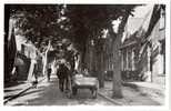 TERSCHELLING (Pays Bas) : "Charrue Et Attelage De Chevaux" - Terschelling