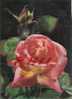 Roses, Ref 1103-641 - Cartes Stéréoscopiques