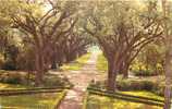 ST. FRANCISVILLE - Rosedown Plantation And Gardens, Avenue Of Oaks Viewed From Upper Gallery Of Manor House (Pub Holmes) - Baton Rouge