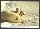 Mother Polar Baer Protecting Her Cubs Prudhoe Bay Alaska 1974 - Osos