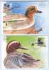 Israel MC - 1989, Michel/Philex No. : MCB.2 Ducks, - MNH - *** - Maximum Card - Cartes-maximum