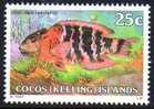Cocos Islands 1979 Fishes 25c Red-breasted Wrasse MNH  SG 40 - Cocos (Keeling) Islands