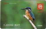 Slovenia Moblie Alcedo Atthis Bird Birds Common Kingfisher - Eslovenia