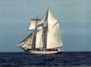 (402) Voile Et Voilier - Sailing & Sailing Boat - Belle Poule - Voile