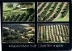 (302) Macadamia Farm - Ferme A Noix De Macadamia - Landbouw