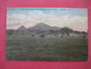 Phoenix Az   Cattle Scene Camel Back Mt In Distance  Ca 1910 Hand Colored     ===ref 144 - Phoenix