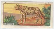 Jacques - 1933 - B3 - Guépard, Leopard - Jacques