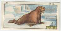 Jacques - 1933 - B8 - Morse, Walrus - Jacques