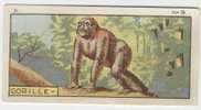 Jacques - 1933 - B9 - Gorille, Gorilla - Jacques