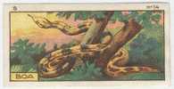 Jacques - 1933 - B14 - Boa, Snake - Jacques