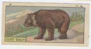 Jacques - 1933 - B16 - Ours Brun, Bear - Jacques