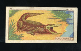 Jacques - 1933 - B19 - Crocodile - Jacques