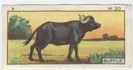 Jacques - 1933 - B20 - Buffle, Buffel - Jacques