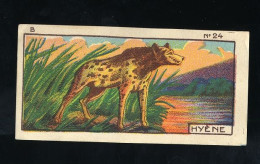 Jacques - 1933 - B24 - Hyène, Hyena - Jacques