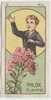 Jacques - 1933 - Fleurs, Flowers, Bloemen - D6 - Phlox - Jacques