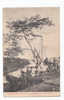 PO463# UGANDA - MUNYONYO PORT - ALBERO DI UCCELLI TESSITORI - BIRD'S NESTS  VG Mombasa 1906 - Oeganda