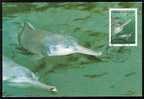 CHINA - 2002 - Dauphins  - MC - Delfines