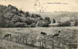 Vallée De L'Amblève. Paysage. (Vaches). - Amblève - Amel