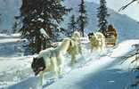 14305    Stati  Uniti,  Anchorage,  Alaska,  Dog  Sled In The Arctic,  VG  1963 - Sonstige & Ohne Zuordnung