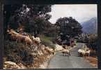 RB 694 - J Arthur Dixon Postcard  Cypriot Shepherd - Mountain Scene Cyprus - Cyprus