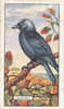 Image Bird Oiseau Rapace /  Jackdaw  /  Choucas  //  Ref 01/8 - Gallaher