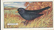 Image Bird Oiseau Rapace /  Blackbird  /  Merle  //  Ref 01/8 - Gallaher