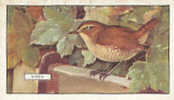 Image Bird Oiseau Rapace /  Wren  /  Roitelet  //  Ref 01/8 - Gallaher