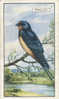 Image Bird Oiseau Rapace /  Swallow  /  Hirondelle  //  Ref 01/8 - Gallaher