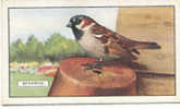 Image Bird Oiseau  /  Sparrow  /  Moineau  //  Ref 01/8 - Gallaher