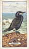 Image Bird Oiseau  /  Cormorant   //  Ref 01/8 - Gallaher