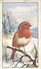 Image Bird Oiseau  /  Robin  /  Rouge-gorge   //  Ref 01/8 - Gallaher